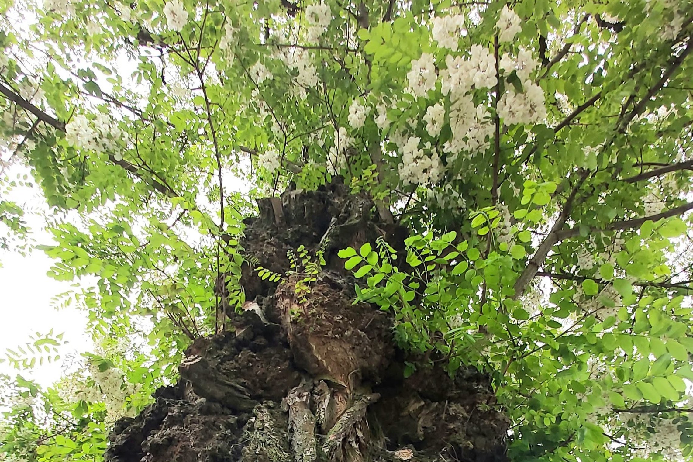 Iliustracija
