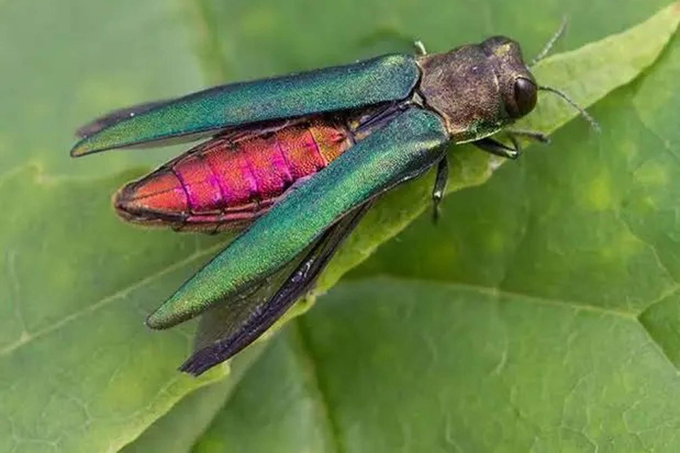 Iliustracija