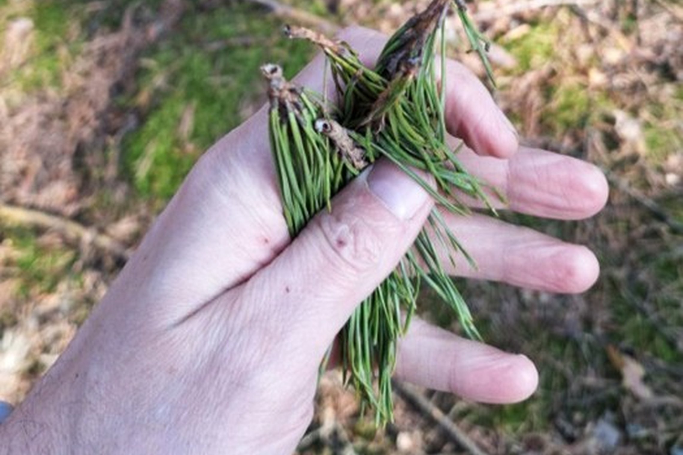 Iliustracija