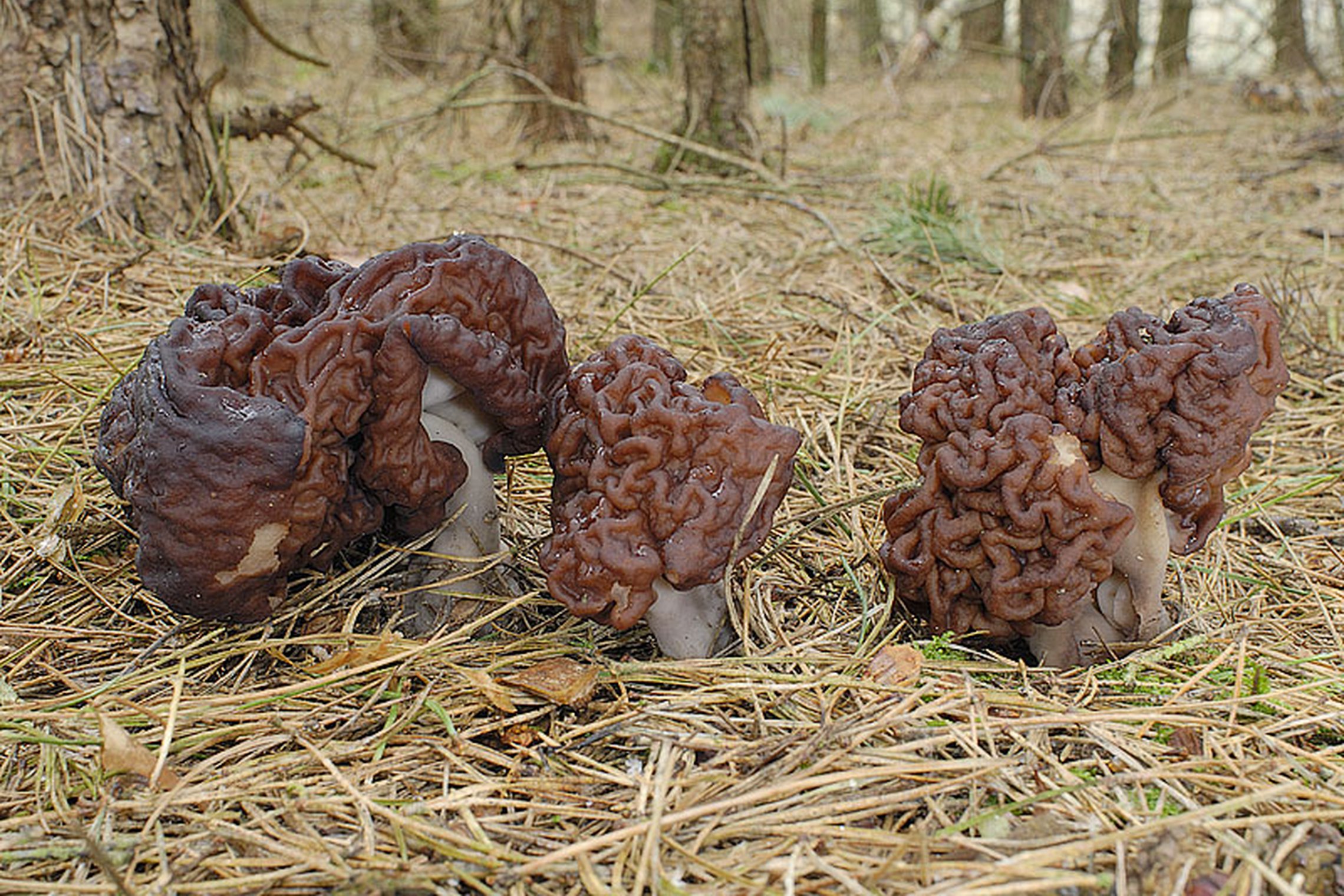 Iliustracija