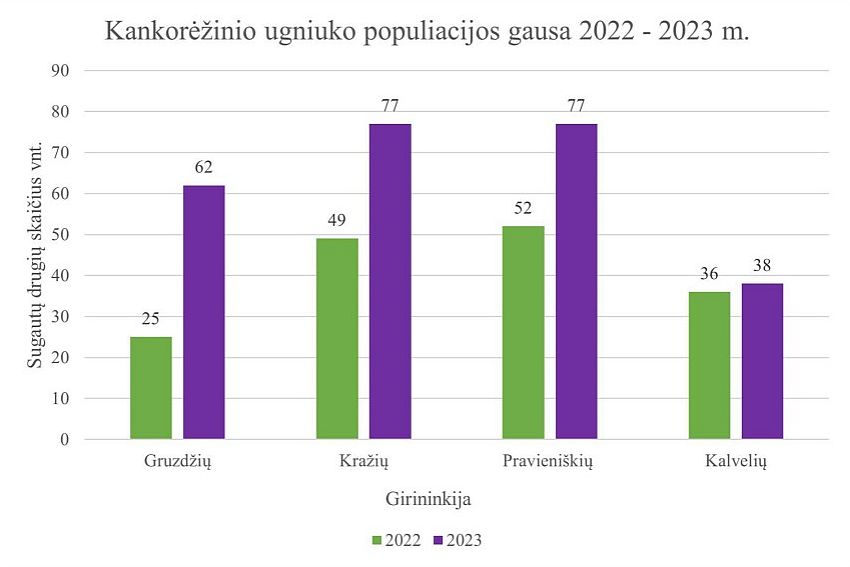 Kankorėžinio ugniuko gausos stebėjimų rezultatai 2022 - 2023 m.