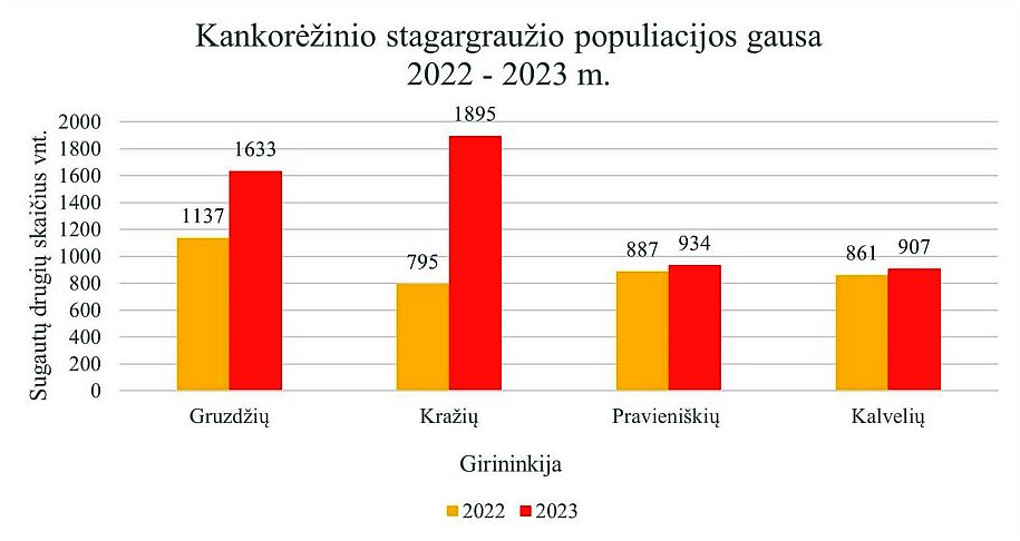 Kankorėžinio stagargraužio gausos stebėjimų rezultatai 2022 - 2023 m.