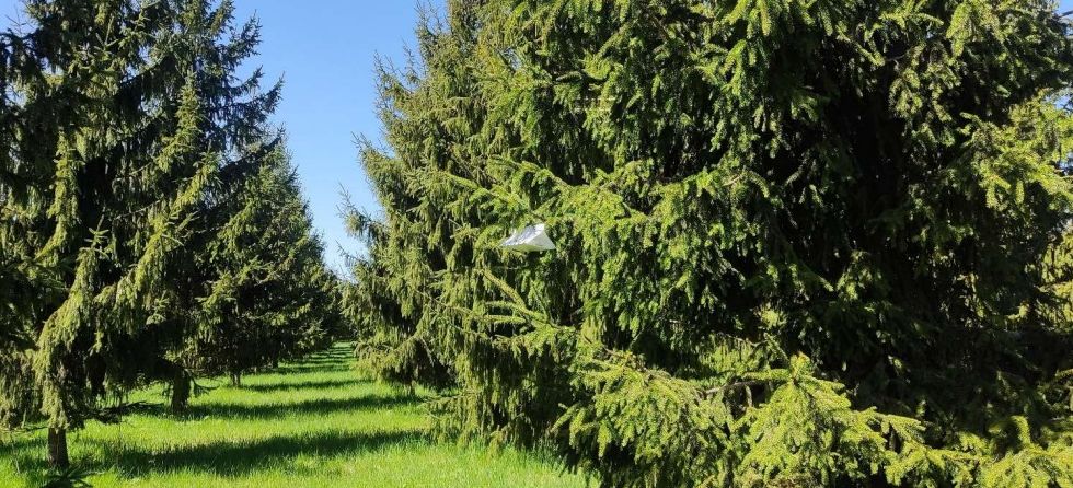 Kražių girininkijos teritorijoje esančioje sėklinėje plantacijoje išdėstytos feromoninės gaudyklės
