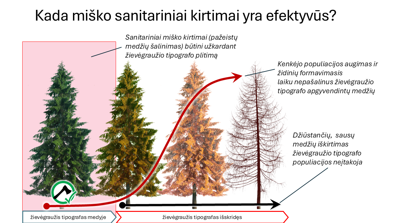 Kada sanitariniai kirtimai efektyvūs.png