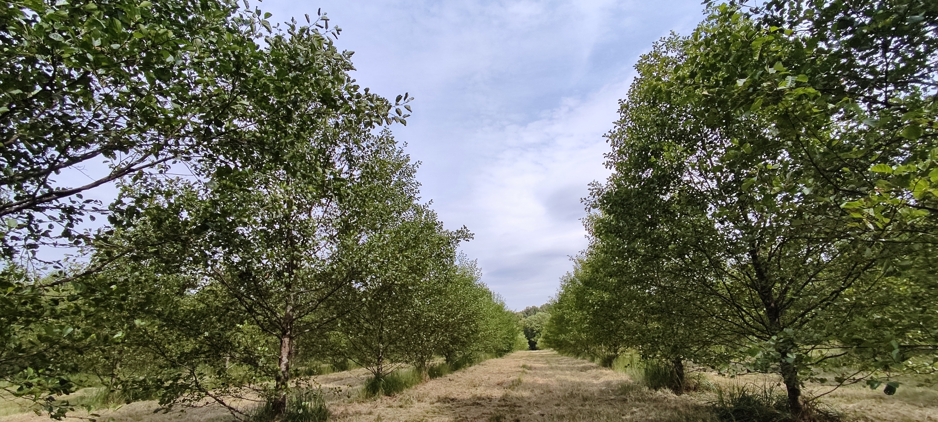 Juodalksnio sėklinė miško medžių plantacija.jpg