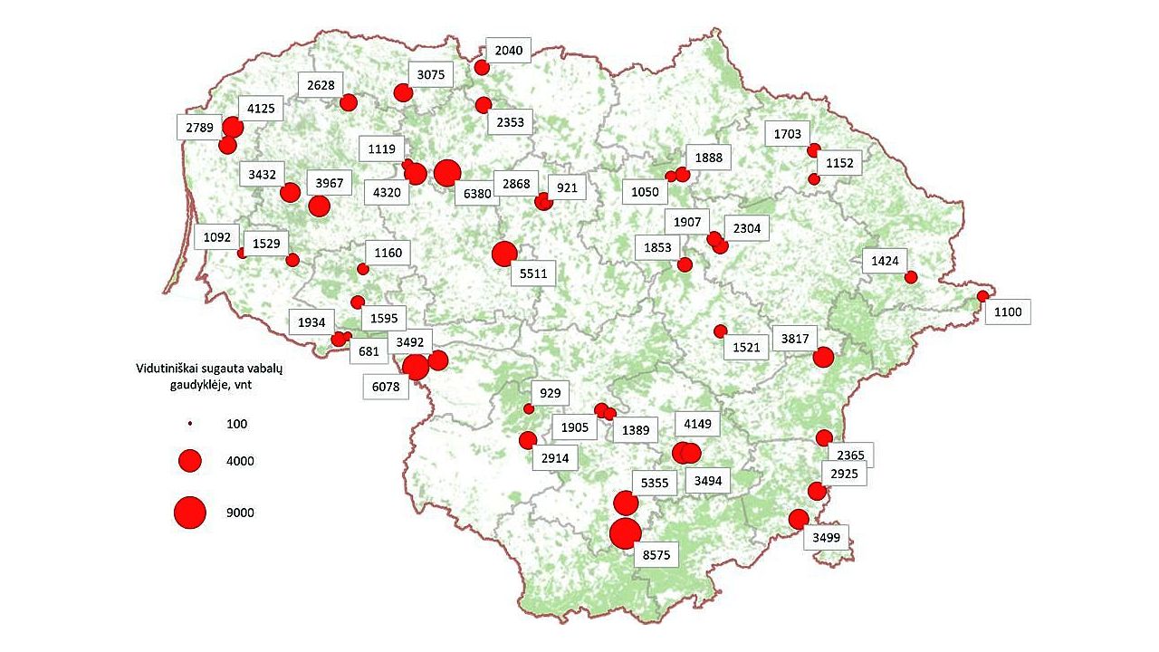  pav. Antros žievėgraužio tipografo generacijos gausumas